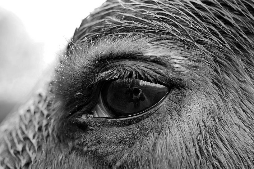 Horse's Eye by Astrid Brouwers