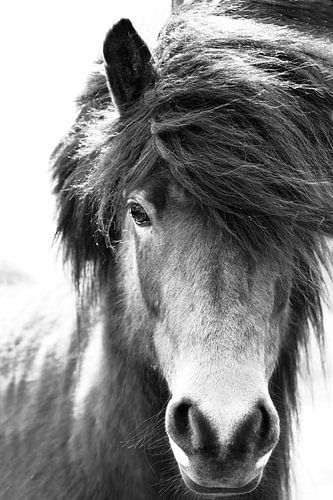 Cheval islandais Blastur