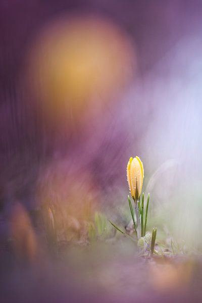 A cheerful invitation by Bob Daalder