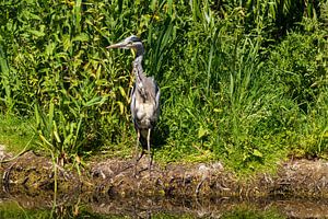 Blue heron by Merijn Loch