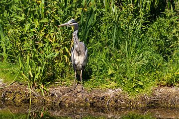 Blauwe reiger van Merijn Loch