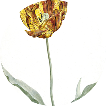 Tulp rond 1700