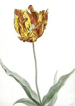 Tulp rond 1700