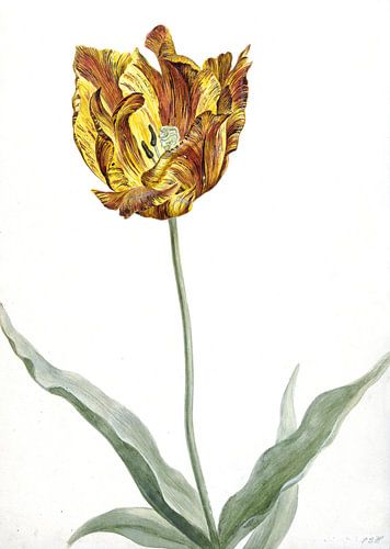 Tulpe, anonymer Künstler um 1700