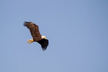 Zeearend (Haliaeetus leucocephalus) van Dirk Rüter