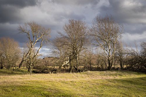Winterlandschap in Nederland sur Marcel Alsemgeest