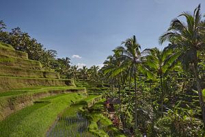 Landschap van jonge bewaterde rijstvelden met wat kokospalm en een kleine hut op het eiland Bali