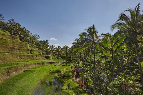 Landscape of young watered rice fields with some coconut palm and a small hut on the island of Bali by Tjeerd Kruse