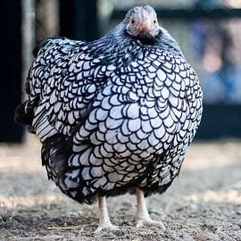 Chicken by Ton van Waard - Pro-Moois