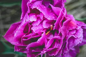 Pluie violette sur Sonny Vermeer