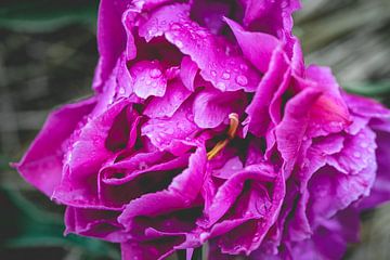 Purple rain van Sonny Vermeer