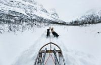 Hondenslee in Tromsø, Noorwegen van Sebastian Rollé - travel, nature & landscape photography thumbnail