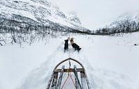 Hundeschlitten in Tromsø, Norwegen