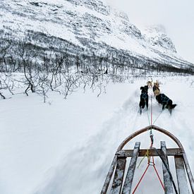 Dogsled in Tromsø, Norway by Sebastian Rollé - travel, nature & landscape photography