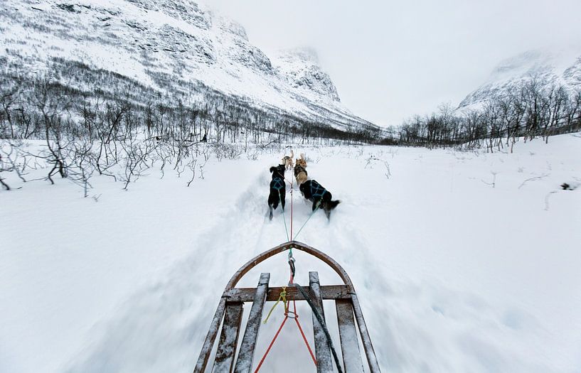 Hondenslee in Tromsø, Noorwegen van Sebastian Rollé - travel, nature & landscape photography