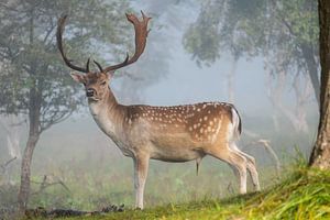 Hirsche in nebligen Dünen von Eva Cameron