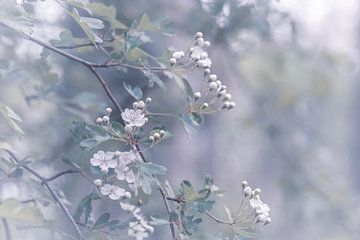 fleur blanche sur Tania Perneel
