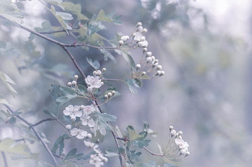 white blossom