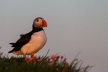 Papegaaiduiker in avondlicht van Menno Schaefer