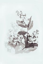 Blume mit Blättern in Schwarz und Weiß von Evert Schiphuis