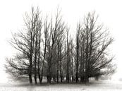 Melancholy - atmospheric trees by BHotography thumbnail