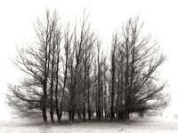 Weemoed - sfeervolle bomen