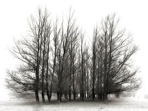 Melancholie - stimmungsvolle Bäume