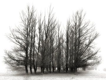 Weemoed - sfeervolle bomen van BHotography