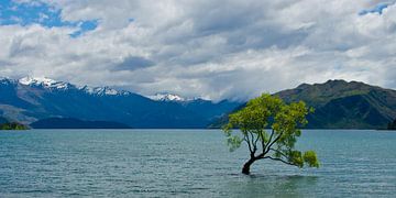 The lonely tree of Wanaka in New Zealand as a panoramic photo by Ricardo Bouman Photography