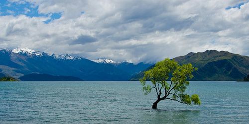 The lonely tree of Wanaka in New Zealand as a panoramic photo