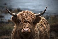 Scottish highlander portrait