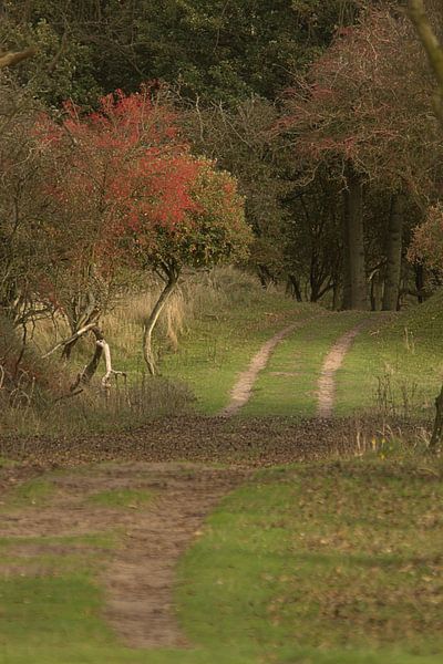 Karrespoor in herfstkleuren van Nella van Zalk