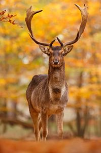Damhert in Herfstbos