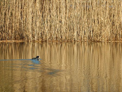 Meerkoet op het water met rieten achtergrond