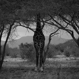 Giraffe in zwart-wit van Orry van der Gronden