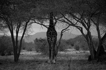 Giraffe in Schwarz-Weiß