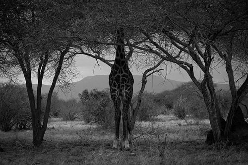 Giraffe in Schwarz-Weiß