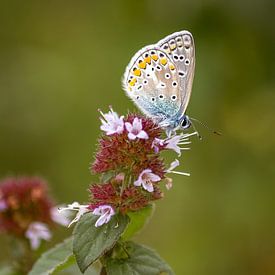 Vlinder (heideblauwtje) op de heide, natuurfoto van Heino Minnema