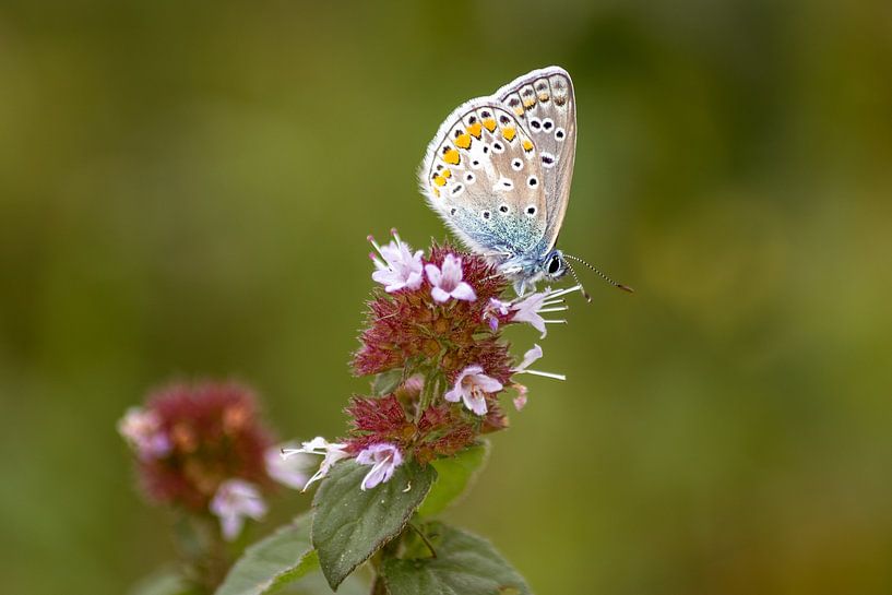 Vlinder (heideblauwtje) op de heide, natuurfoto van Heino Minnema