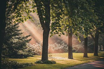 A sun-dappled avenue through an emerald-green thicket of trees