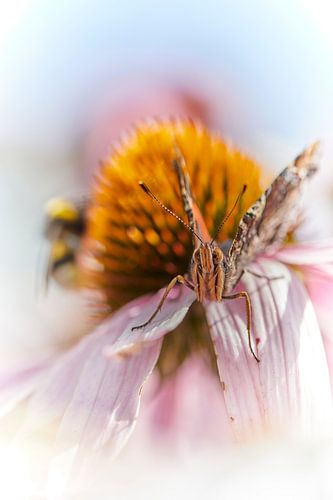 Vlinder in eigen omgeving