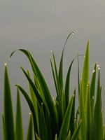 Dauw druppels op riet