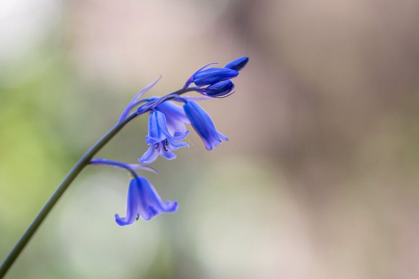 Wilde hyacint blue bells van John van de Gazelle fotografie