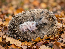 Igel - Inniger Moment tiefer Geborgenheit von Max Steinwald