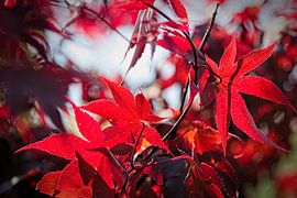 Japanese Maple by Rob Boon