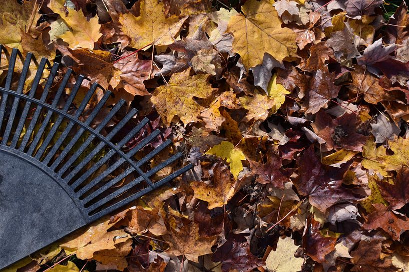 A rake on autumn leaves by Claude Laprise