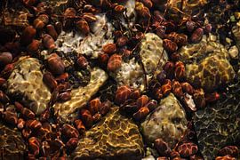 acorns under water by Wieke Streef