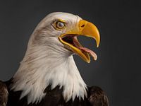 Portret Amerikaanse zeearend