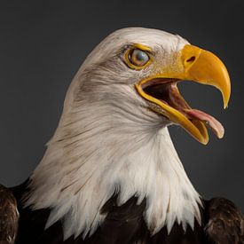 American Eagle by Fronika Westenbroek