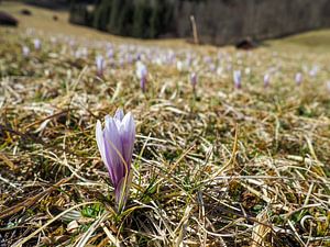 Frühlingszauber am Geroldsee – zarte Krokusblüten, ruhiges Wasser und beeindruckende Bergkulisse. Ein romantisches Alpenmotiv voller Farbe und Ruhe.